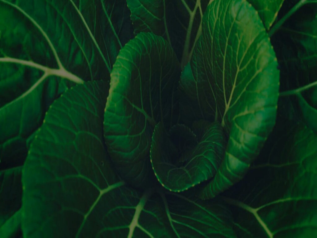 Närbild på stora gröna salladsblad